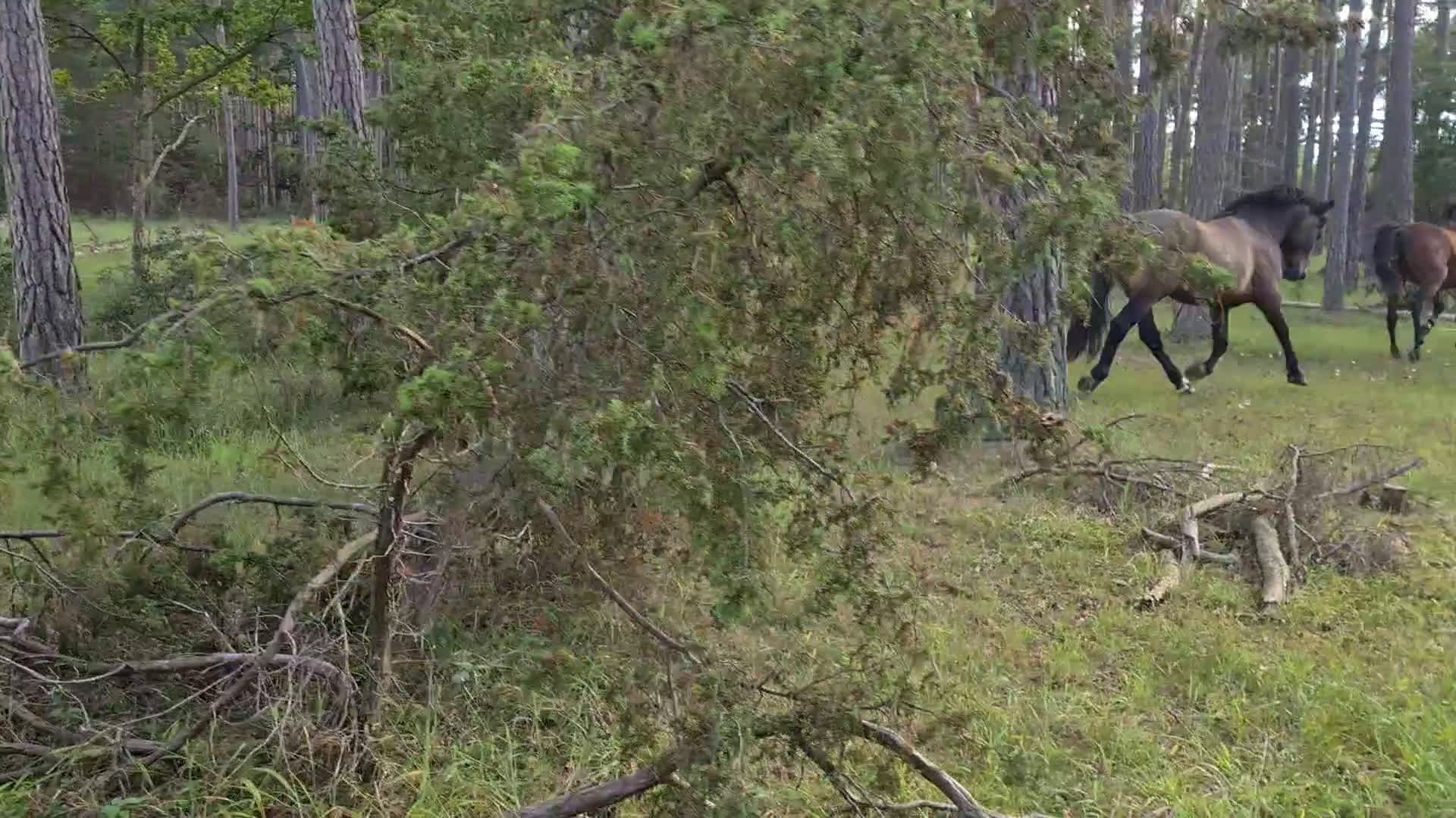 Working Equitation hästar till salu: PRE korsning Framtida bästa vännen. i Havdhem - Video 3