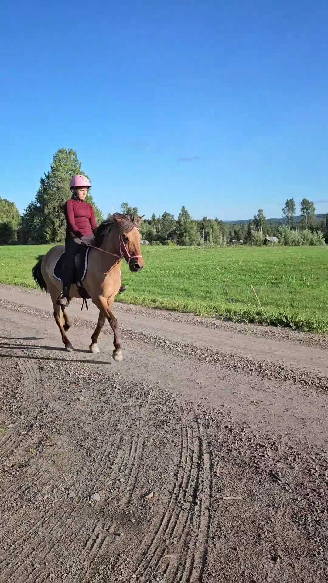 Island hästar till salu: Perfekt häst för vuxna och barn i Hassela - Video 1