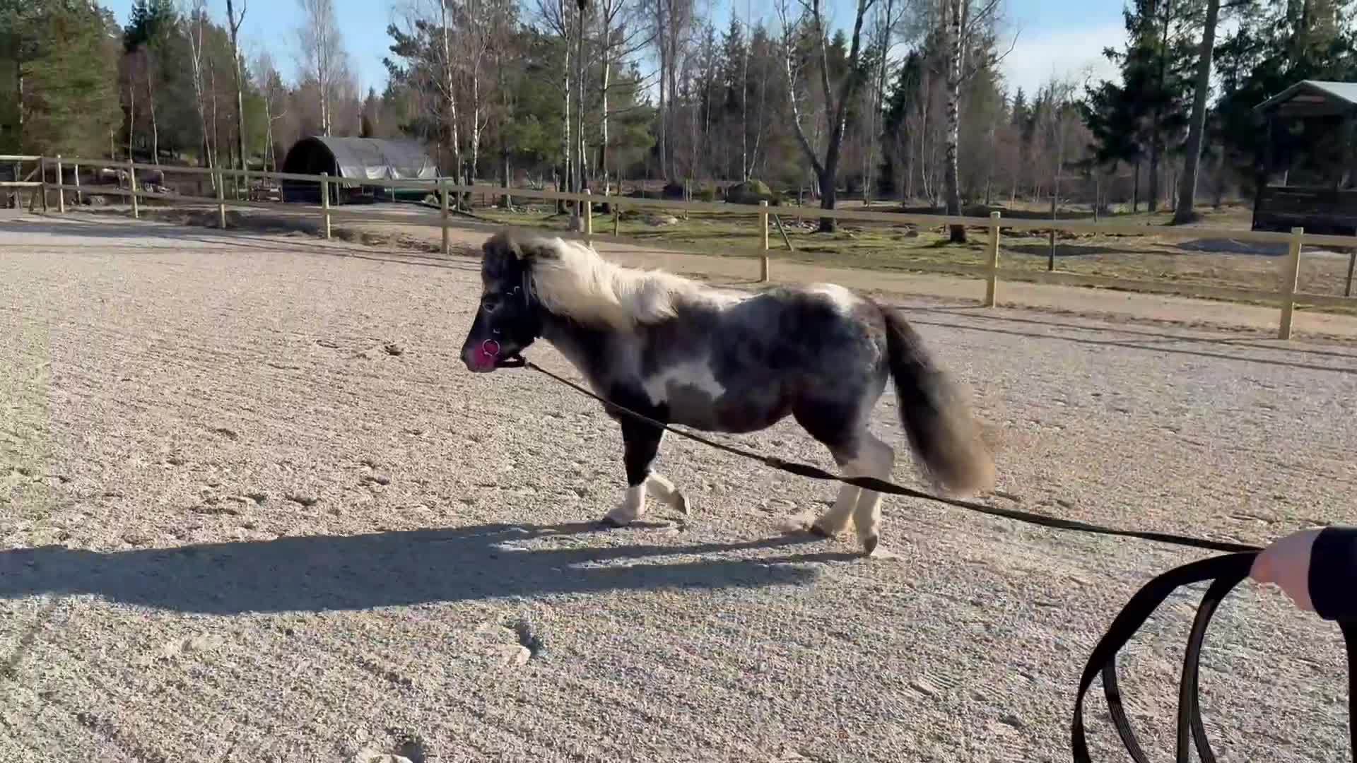 Allround hästar till salu: Härligt sto söker nytt hem!  i Kallinge - Video 1
