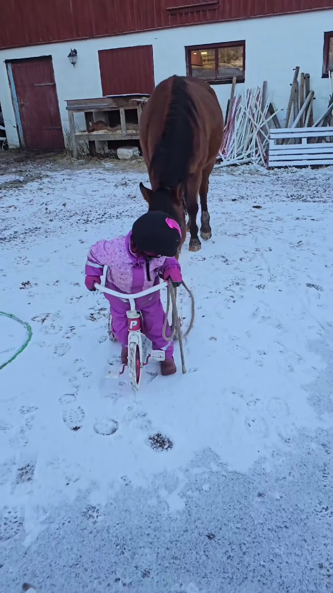 Allround hästar till salu: Stabil och trygg 3-årig-redo för nästa steg i Dingle - Video 2