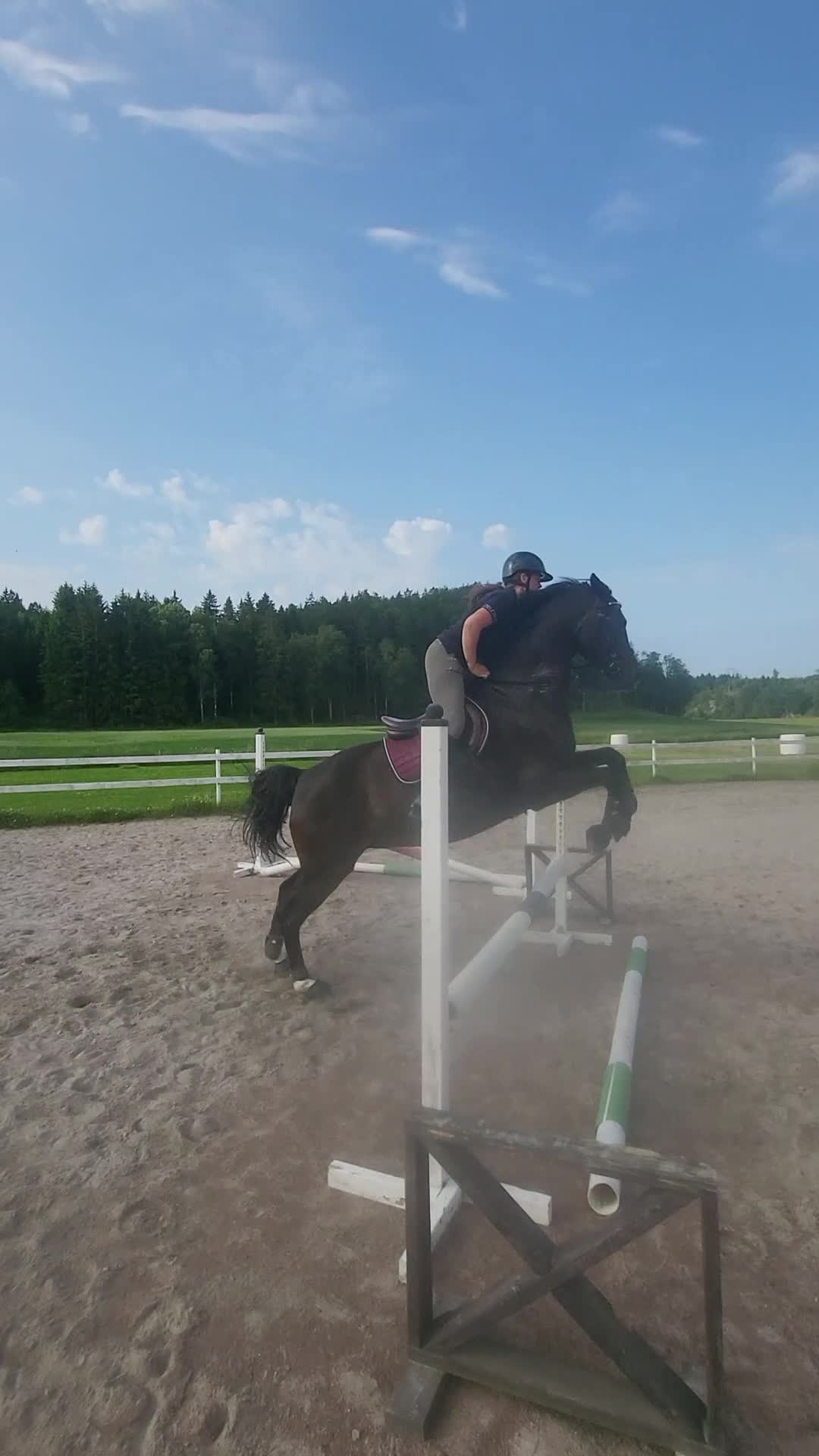 Allround hästar till salu:  Rätt Hem sökes - Video 3