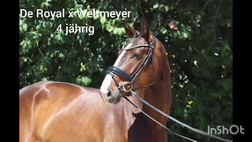 Dressyr hästar till salu: Top young dressage horse - Video 1