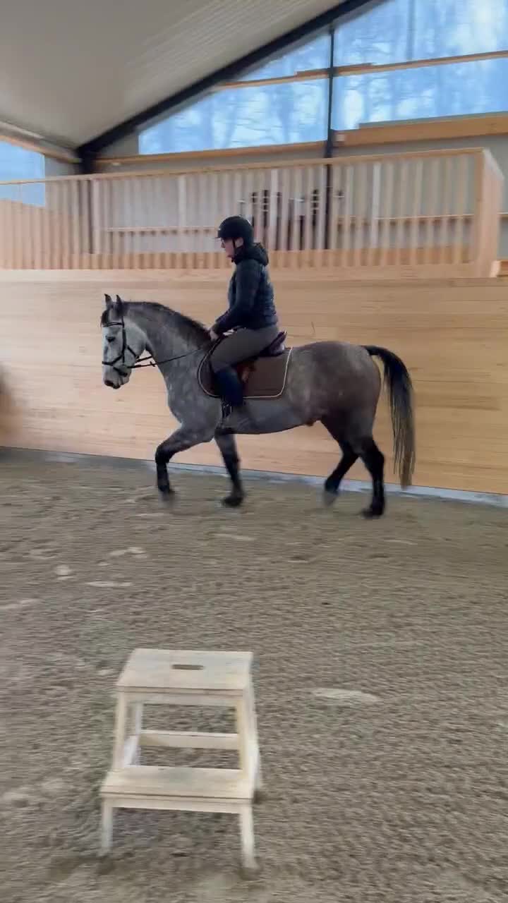 Hoppning hästar till salu: Häftig ponny  - Video 4