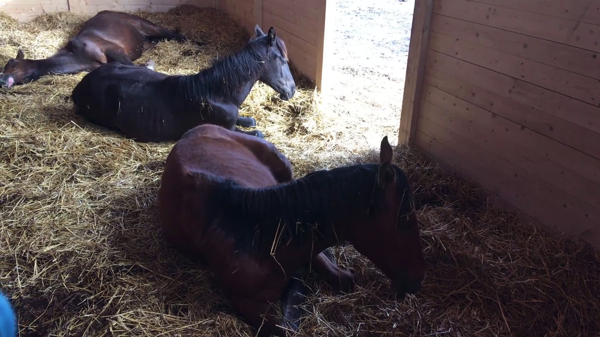 stallplats finnes: Lösdrift Unghingst Valack Sto Norrköping 2500:-  i Norrköping - Video 3