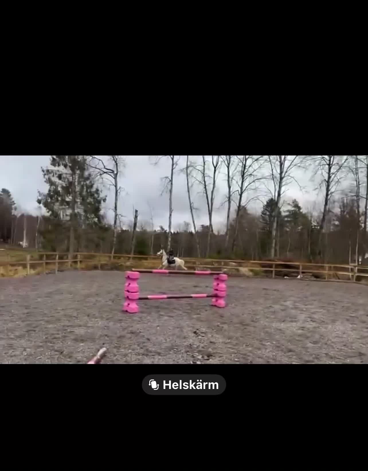 Dressyr hästar till salu: Superfin C ponny  - Video 3