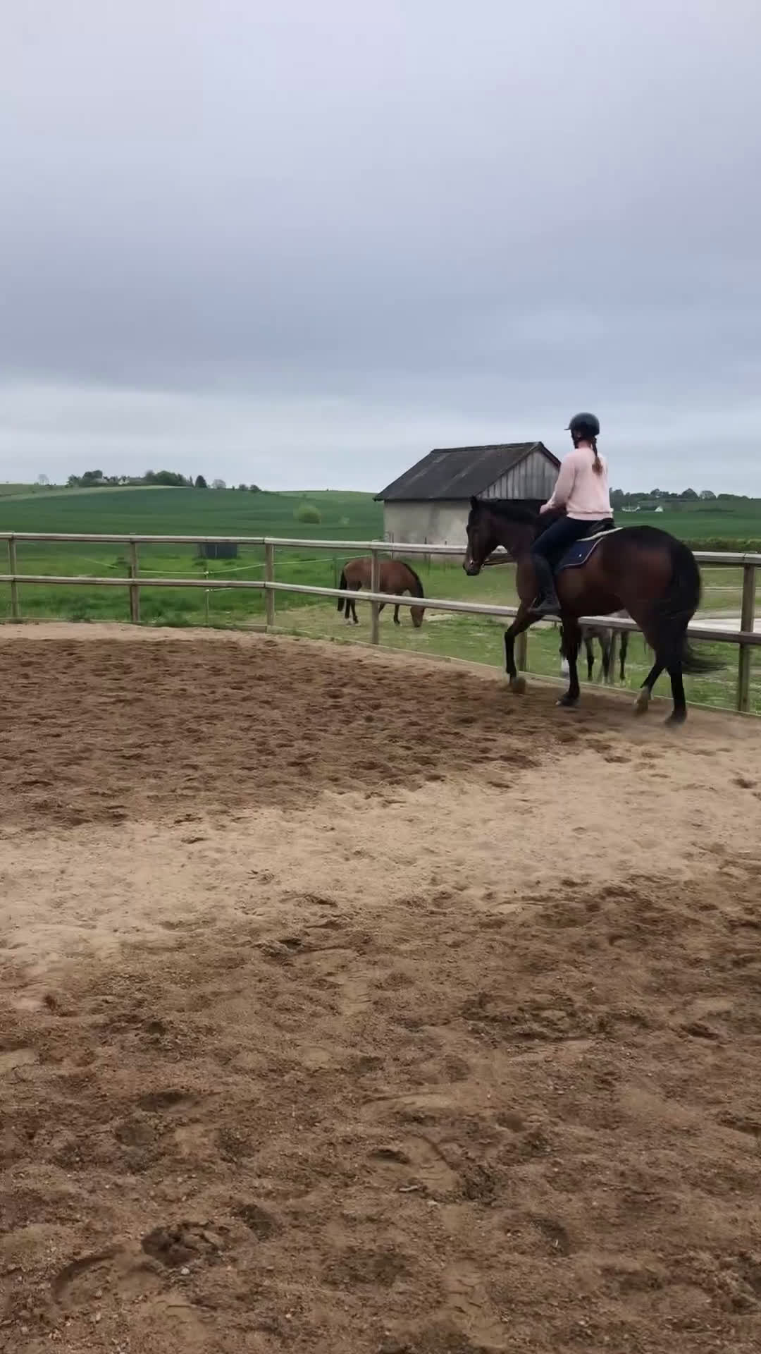 Allround hästar till salu: Trevligt fullblodssto - Video 1