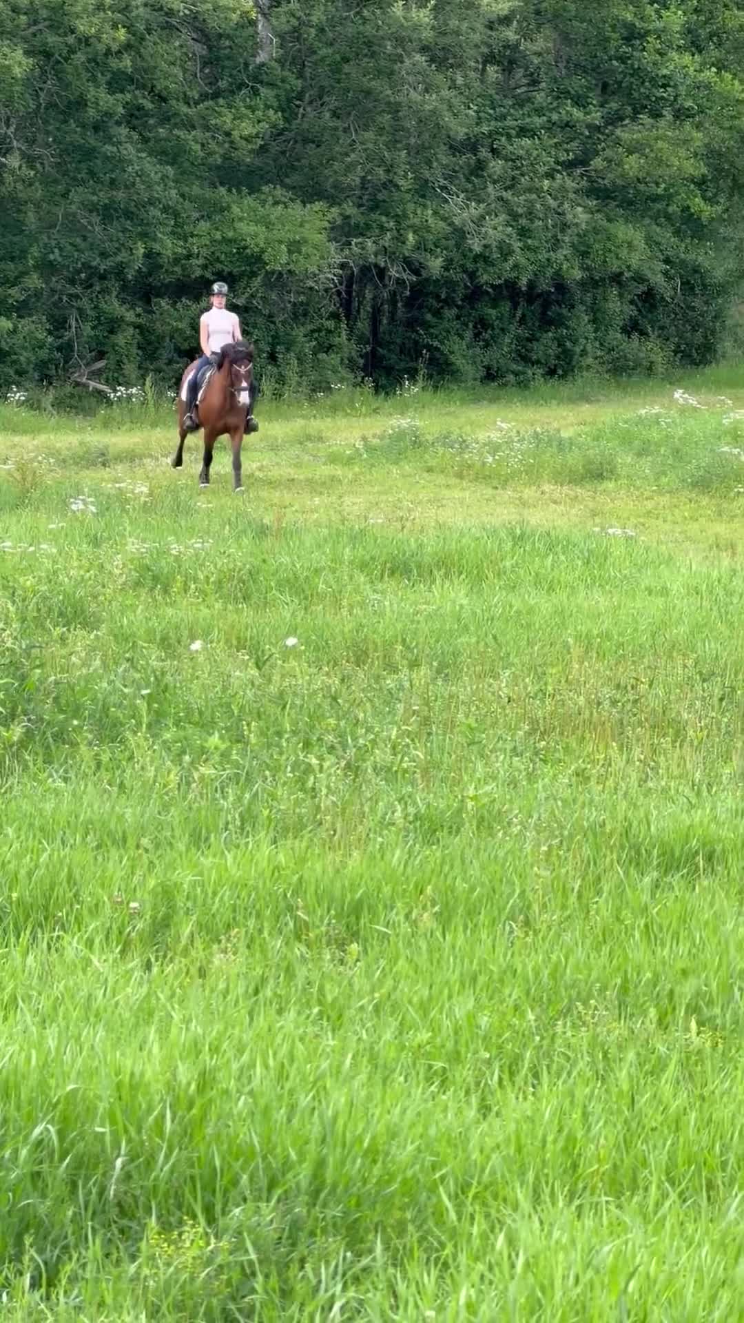 Allround hästar till salu: FEI ponny till salu 🌟 - Video 4