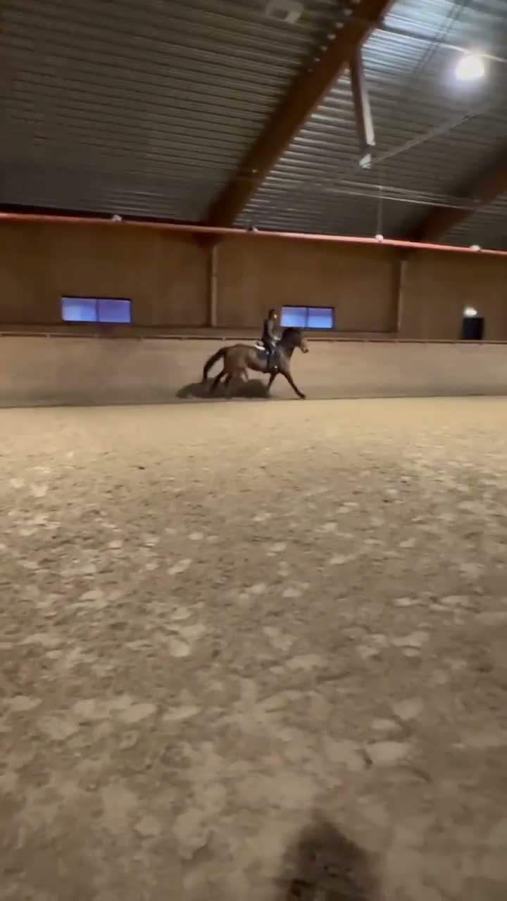 Fälttävlan hästar till salu: Läromästare som passar till allt! - Video 3