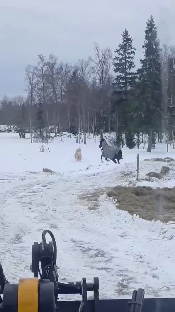 Allround hästar till salu: Grymt snäll kille  - Video 1
