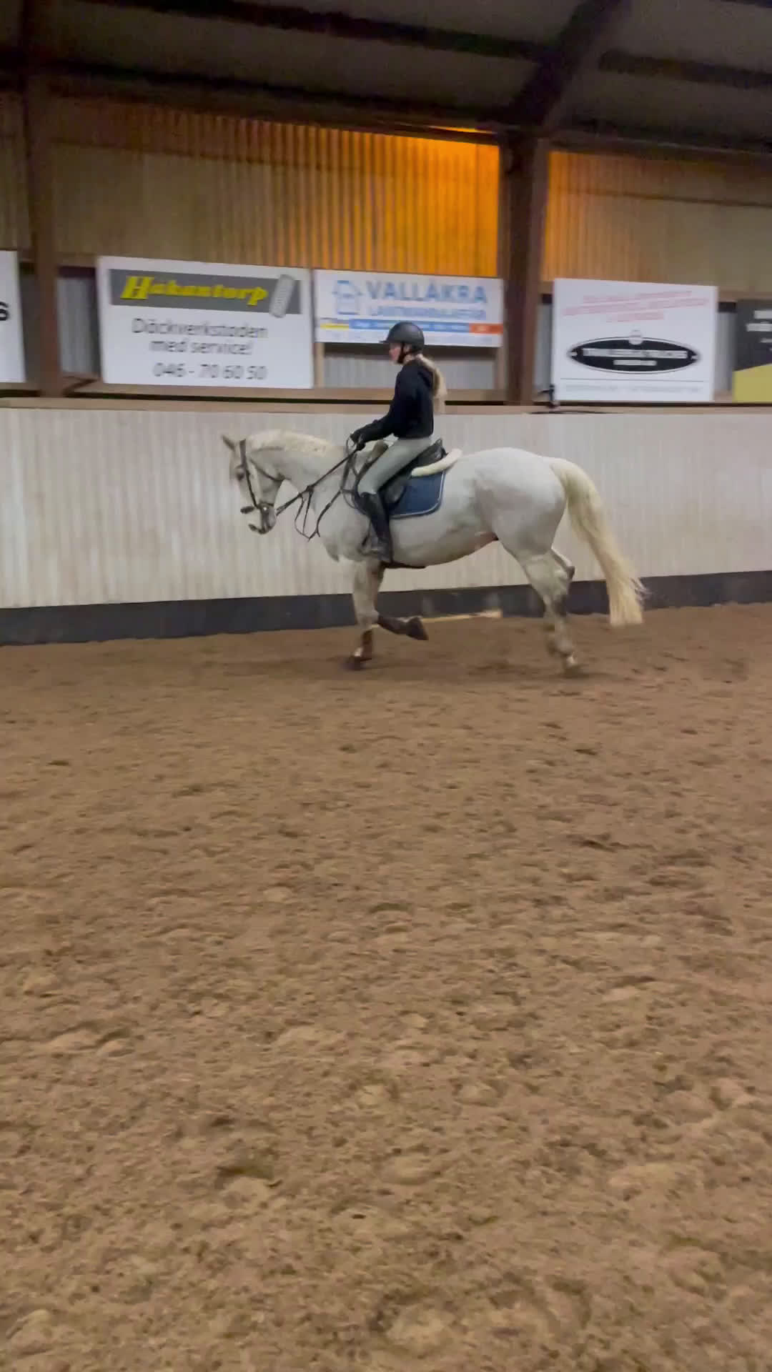  foderhäst finnes: Hoppglad bästavän i Helsingborg - Video 2