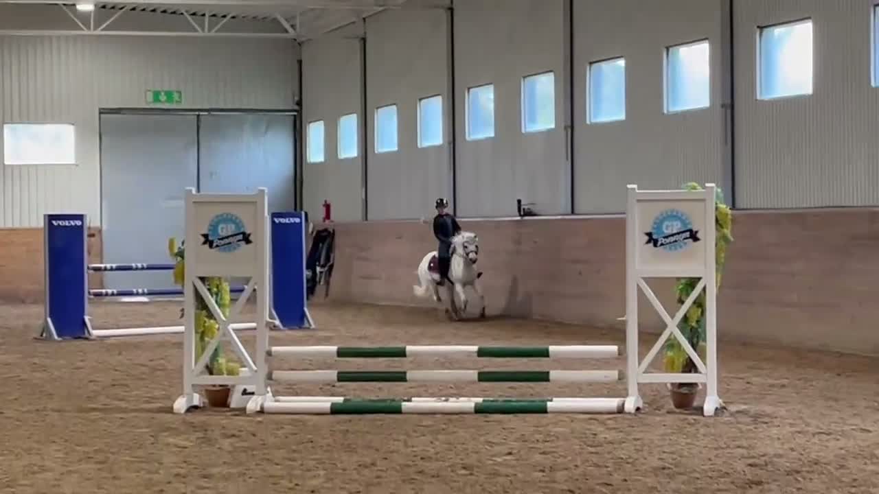 Allround hästar till salu: Vår ögonsten i Vollsjö - Video 1