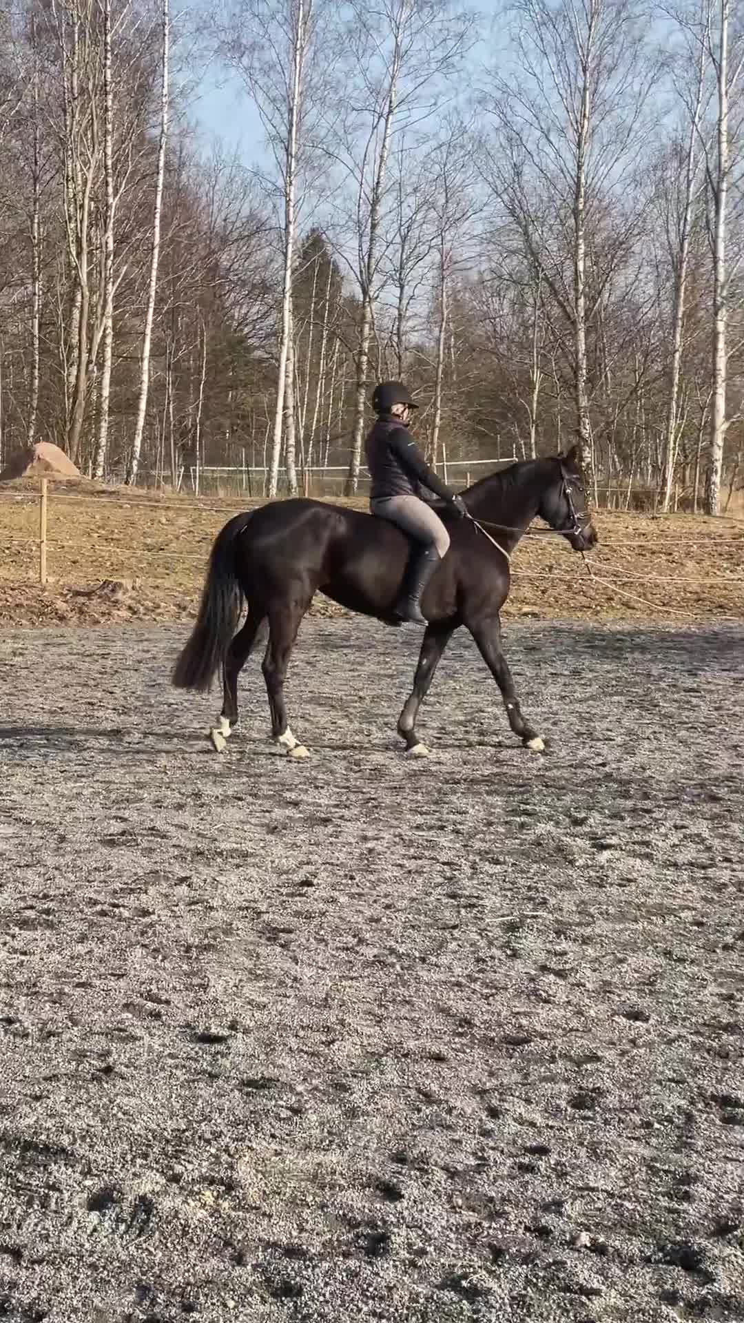 Dressyr hästar till salu: Lovande dressyrsto född 2022 - SWB med Toppstam  - Video 1