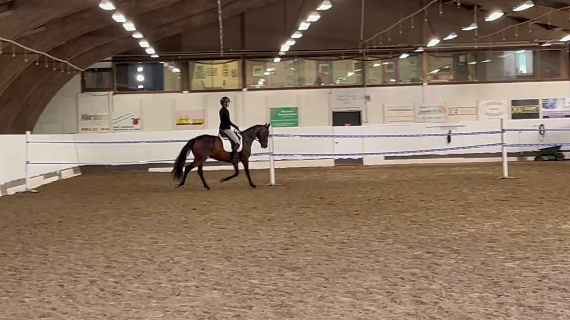 Dressyr hästar till salu: Diplomsto för dressyrsporten i Habo - Video 1