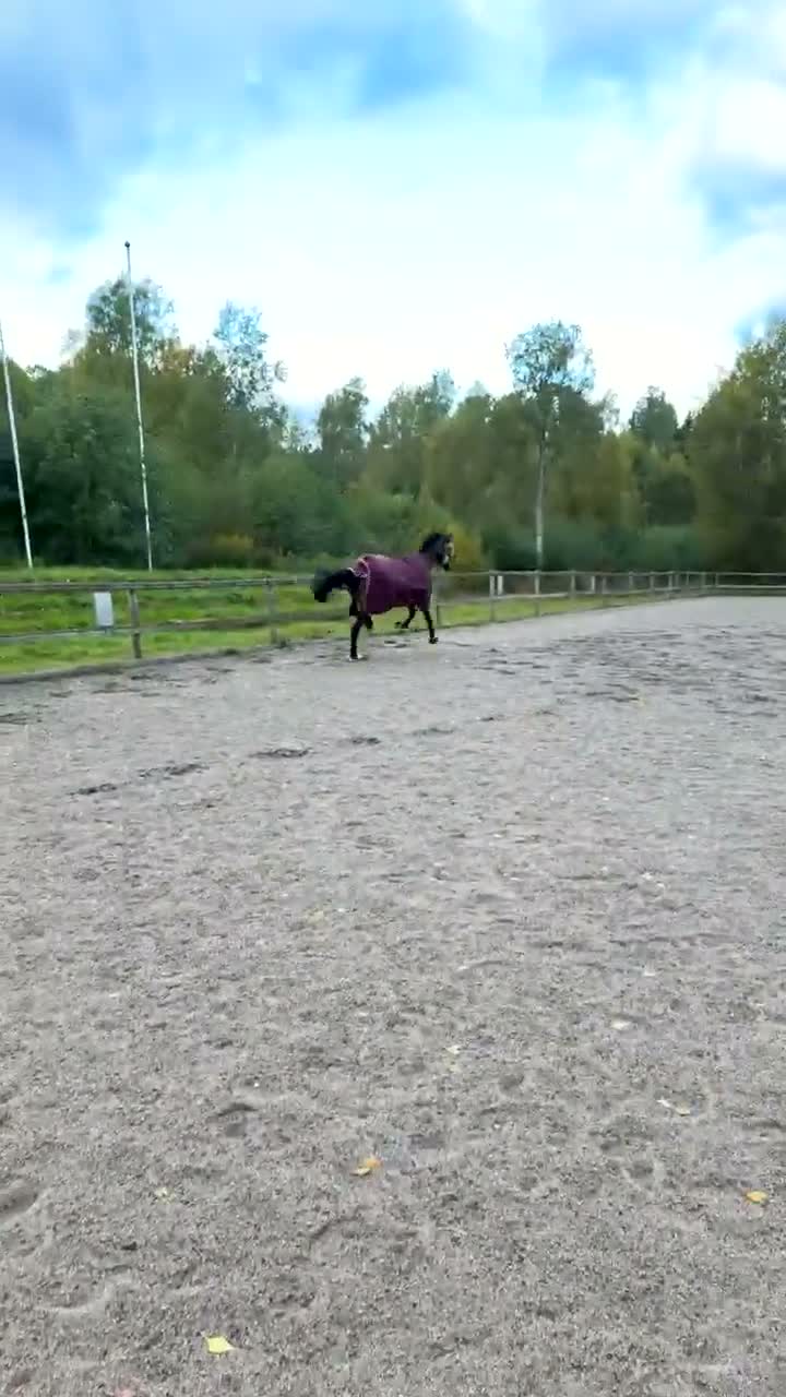 Allround hästar till salu: Sto med utstrålning  i Uddeholm - Video 4