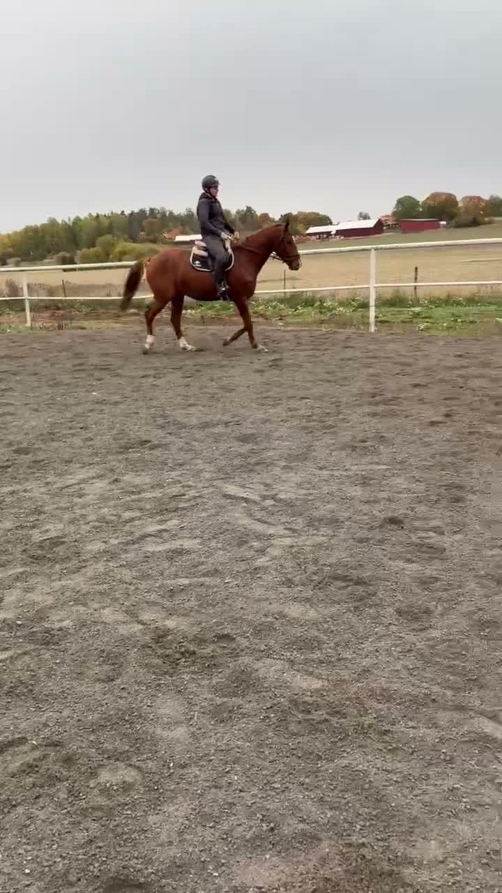 Allround hästar till salu: Snäll unghäst letar nytt hem - Video 3