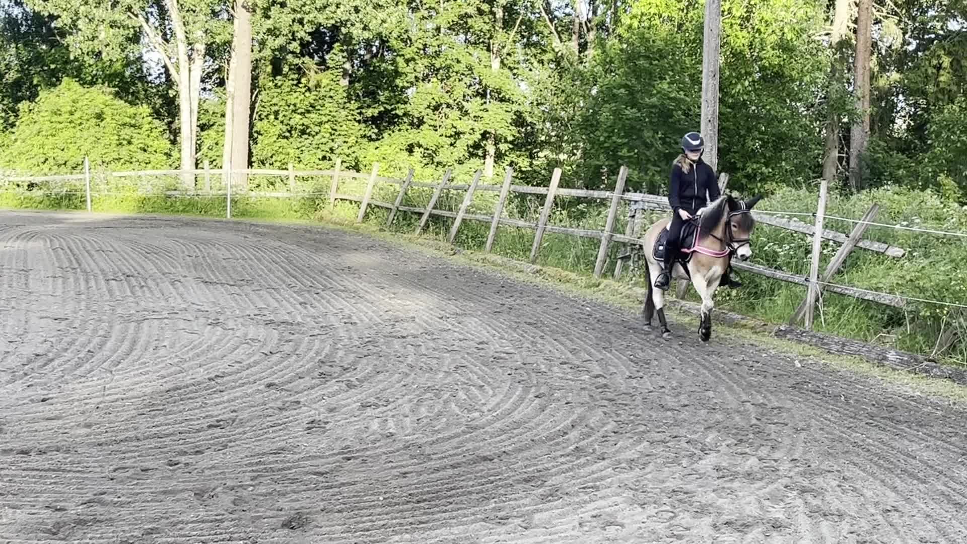 Allround hästar till salu: Trevlig och lovande ungponny söker nytt hem - Video 3