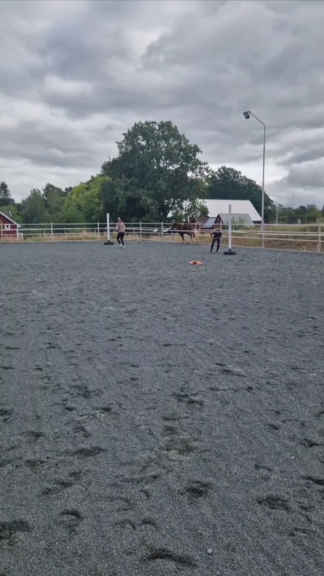 Allround hästar till salu: Supertrevligt 2-årigt sto - Video 4