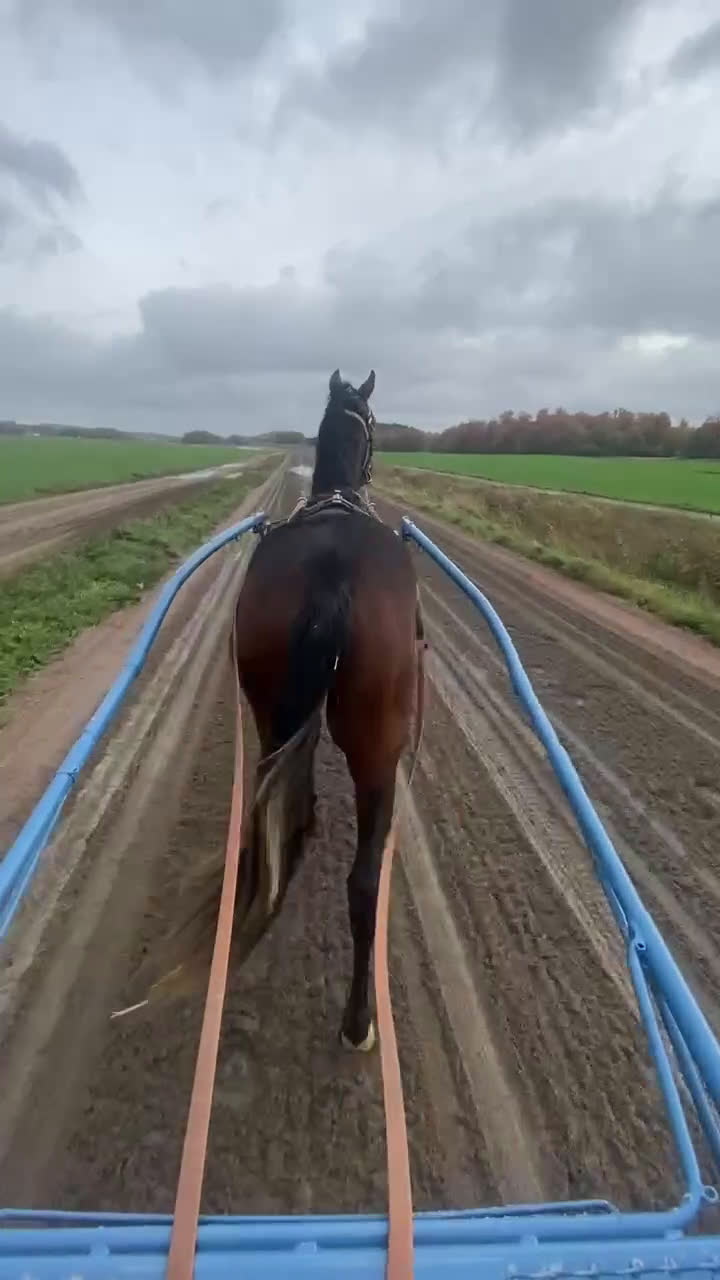 Trav hästar till salu: Snygg 1-årig hingst till trav i Skurup - Video 1