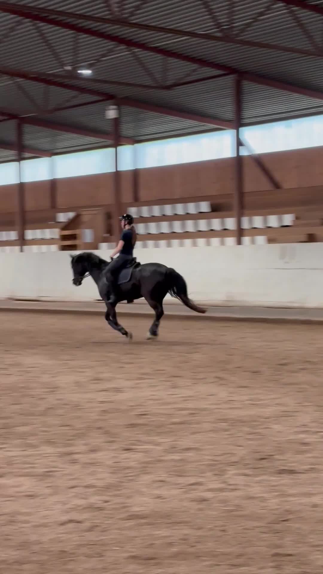 Dressyr hästar till salu: Snygg träningskompis! - Video 2
