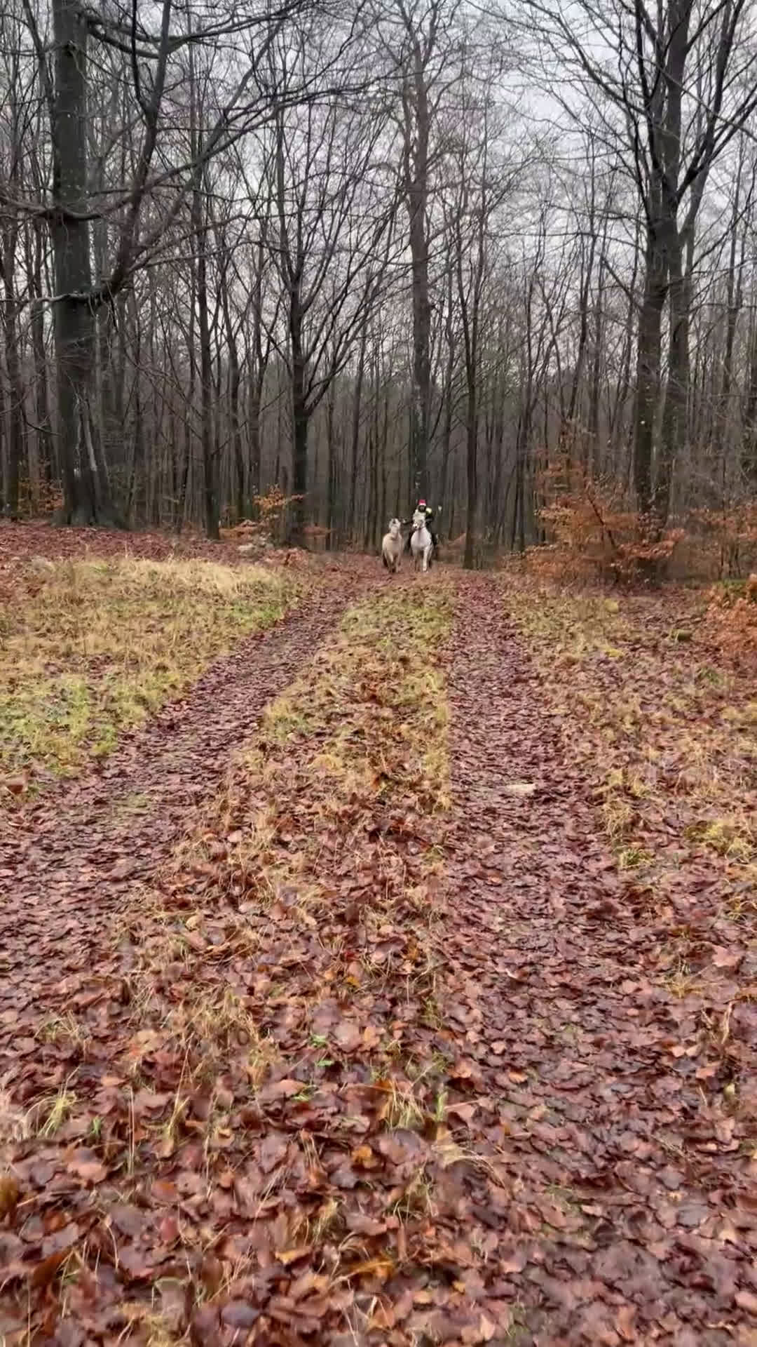 Allround hästar till salu: En pärla!  - Video 1