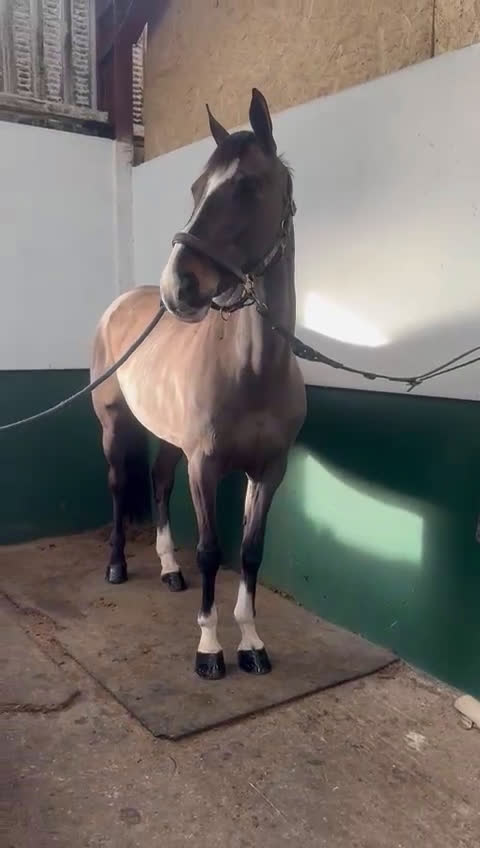 Hoppning hästar till salu: Ljuvligt Sto ⭐️ i Valbo - Video 2