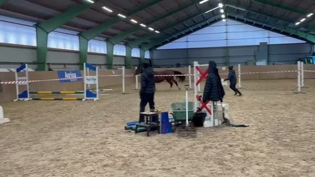 Hoppning hästar till salu: Inhoppad treåring med kapacitet - Video 3