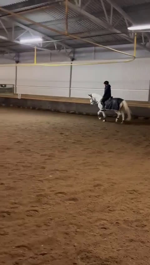 Allround hästar till salu: Ponny med hjärta av guld - Video 3