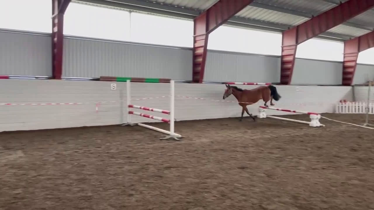 Allround hästar till salu: Härlig kille med framtiden för sig  i Karlstad - Video 2