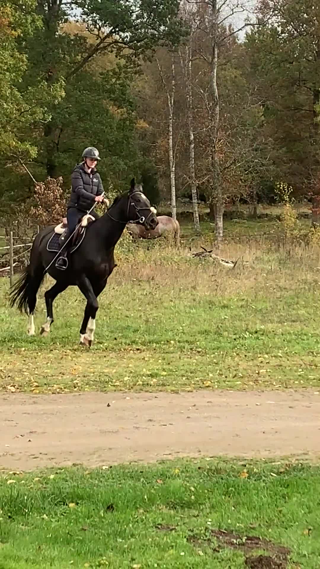 Allround hästar till salu: Snygg avelsmärr! i Tingsryd - Video 2