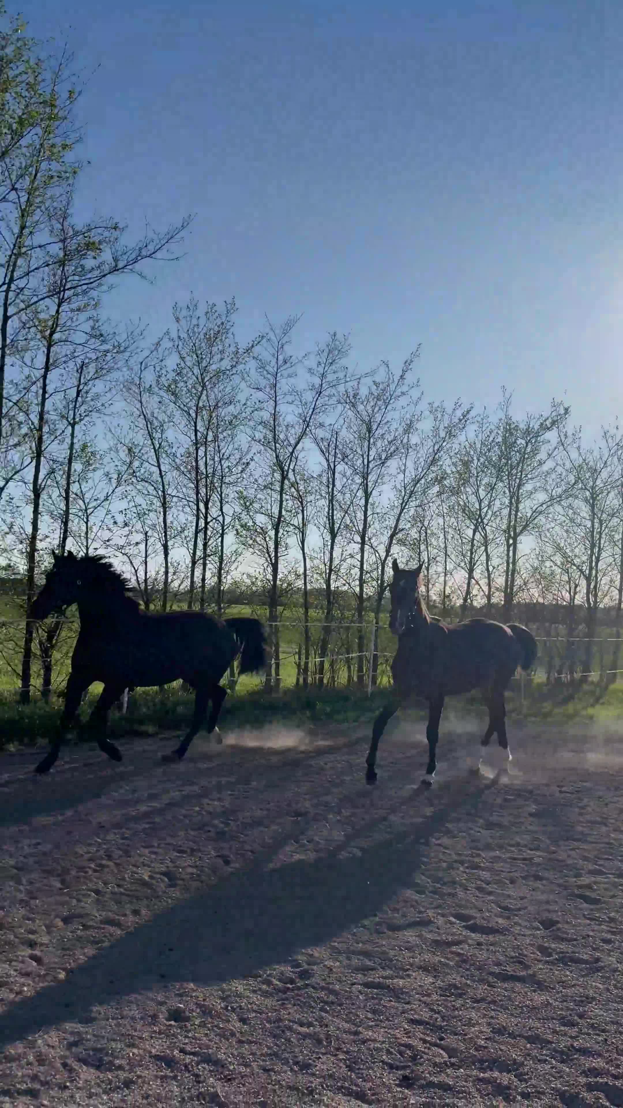Dressyr hästar till salu: Ädelt sto söker nytt hem i Lidköping - Video 1