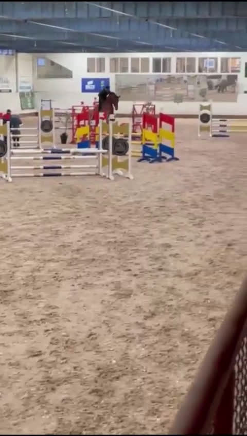 Hoppning hästar till salu: SWB valack i tävlingskondition - Video 1