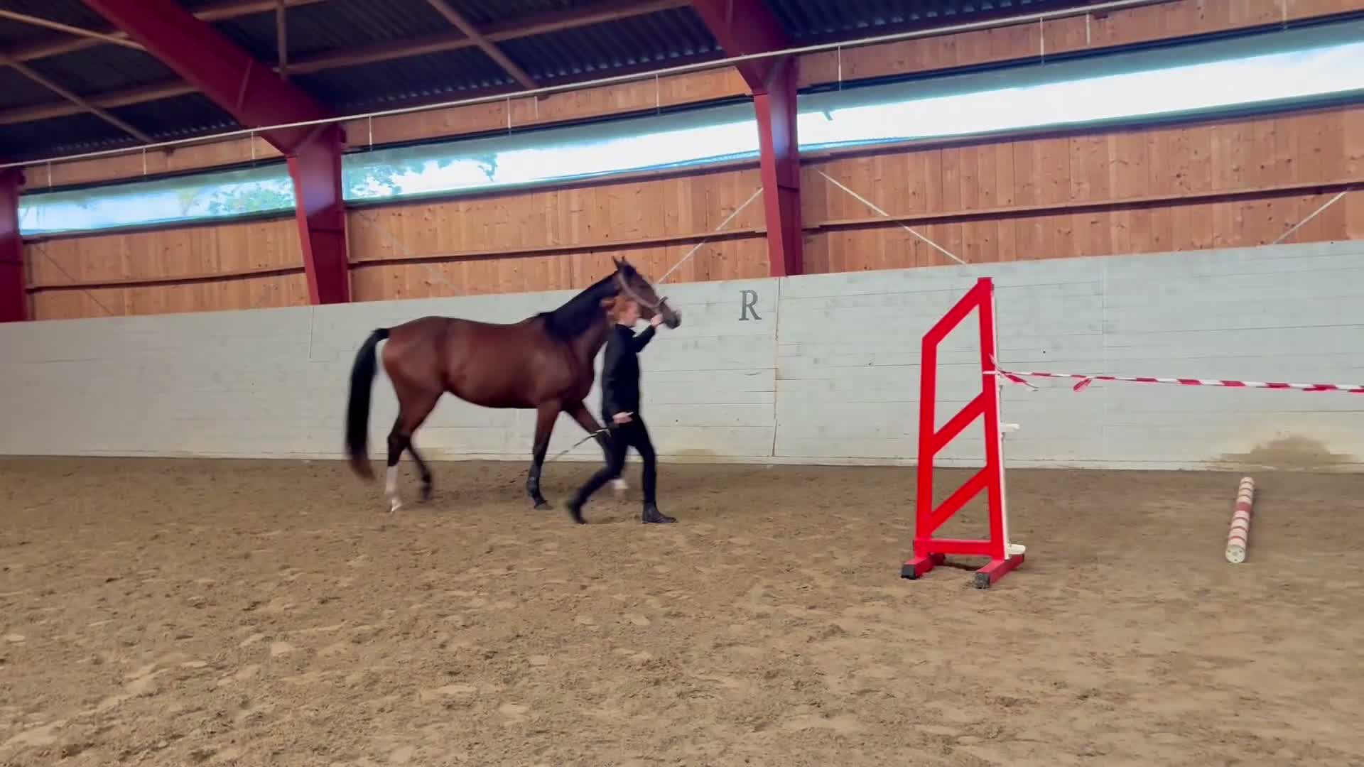 Hoppning hästar till salu: SWB 3år Ogano Sitte - Video 4