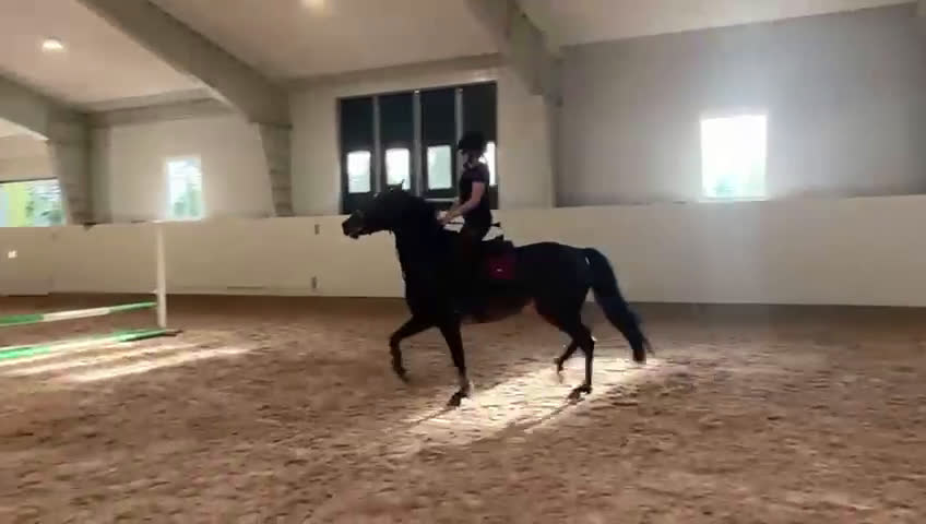 Hoppning hästar till salu: Svensk ridponny e.Converse All Star - Video 1