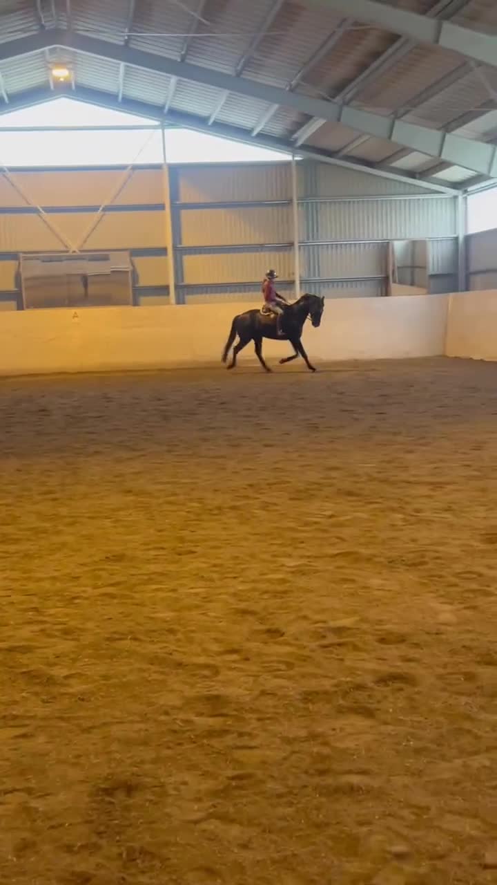 Allround hästar till salu: Vänlig, vacker och kapabel  - Video 1