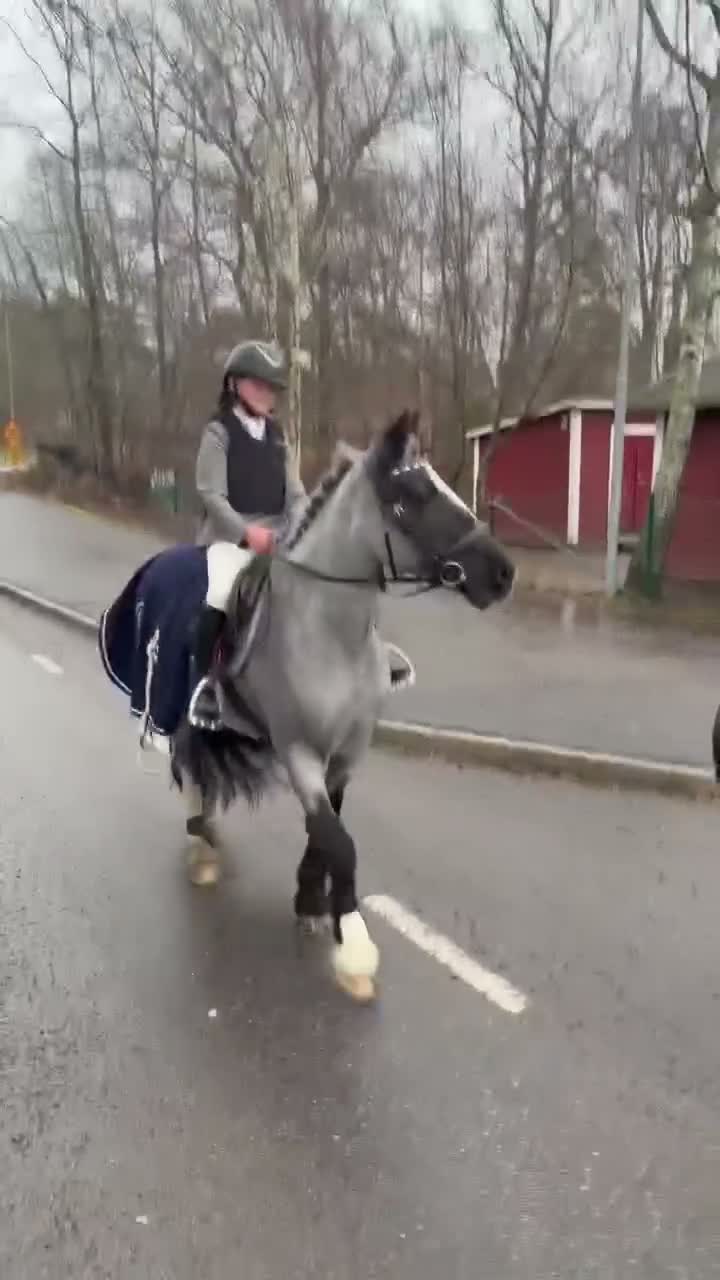 Allround hästar till salu: Läromästare och trygg förstaponny söker rätt hem - Video 2