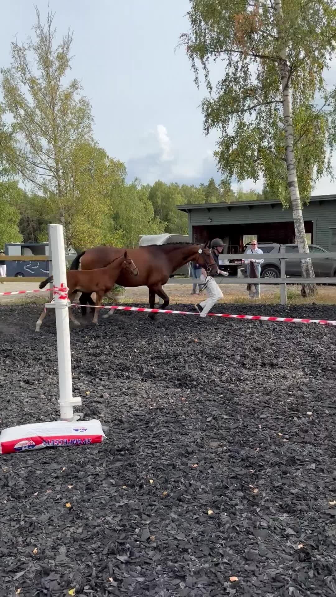 Hoppning hästar till salu: Hingstföl e. Aganix d’Amour - Copycat - A-dur - Video 1