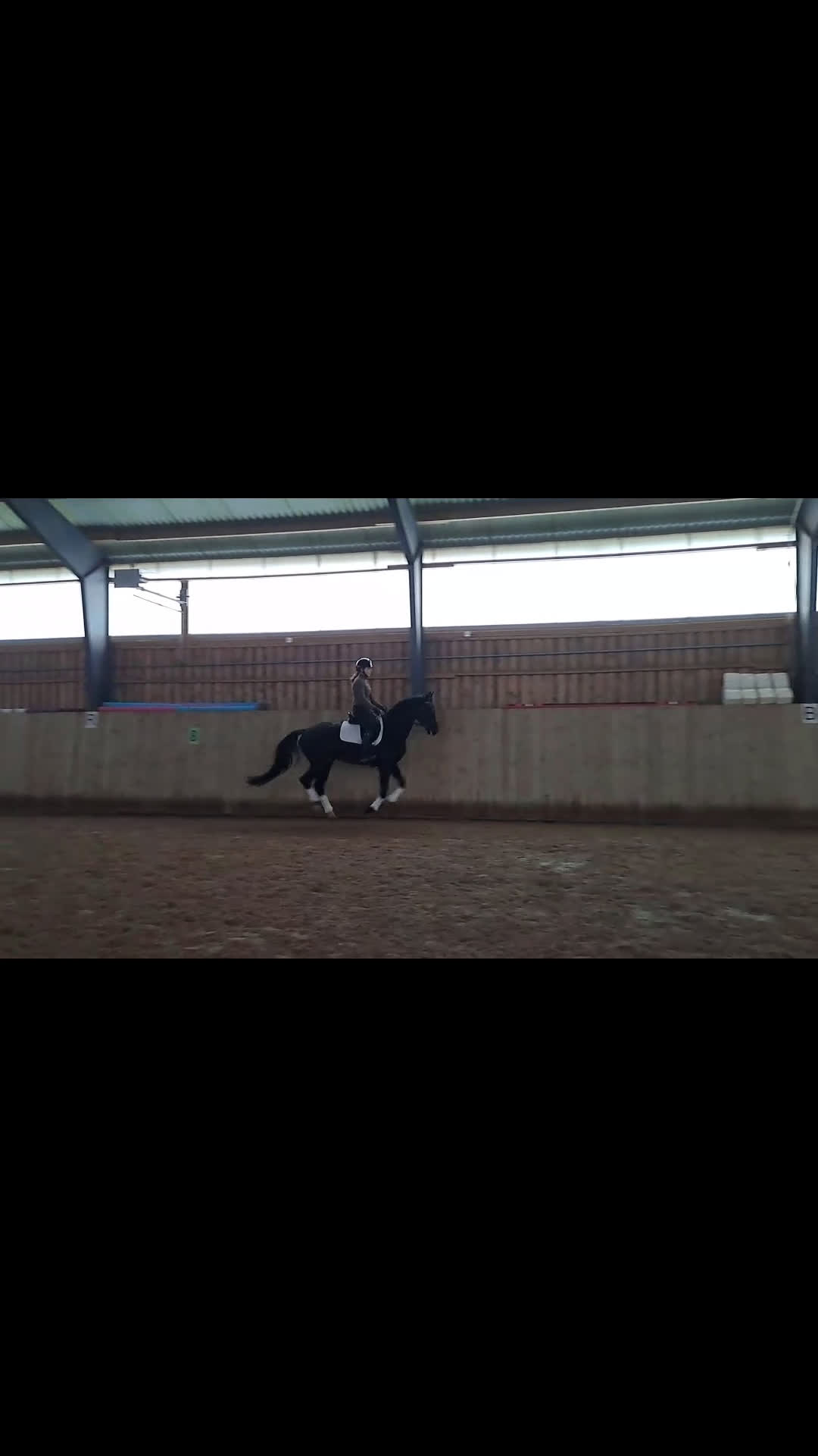 Dressyr hästar till salu: Trygg lovande unghäst med GP möderne i Hörby - Video 1