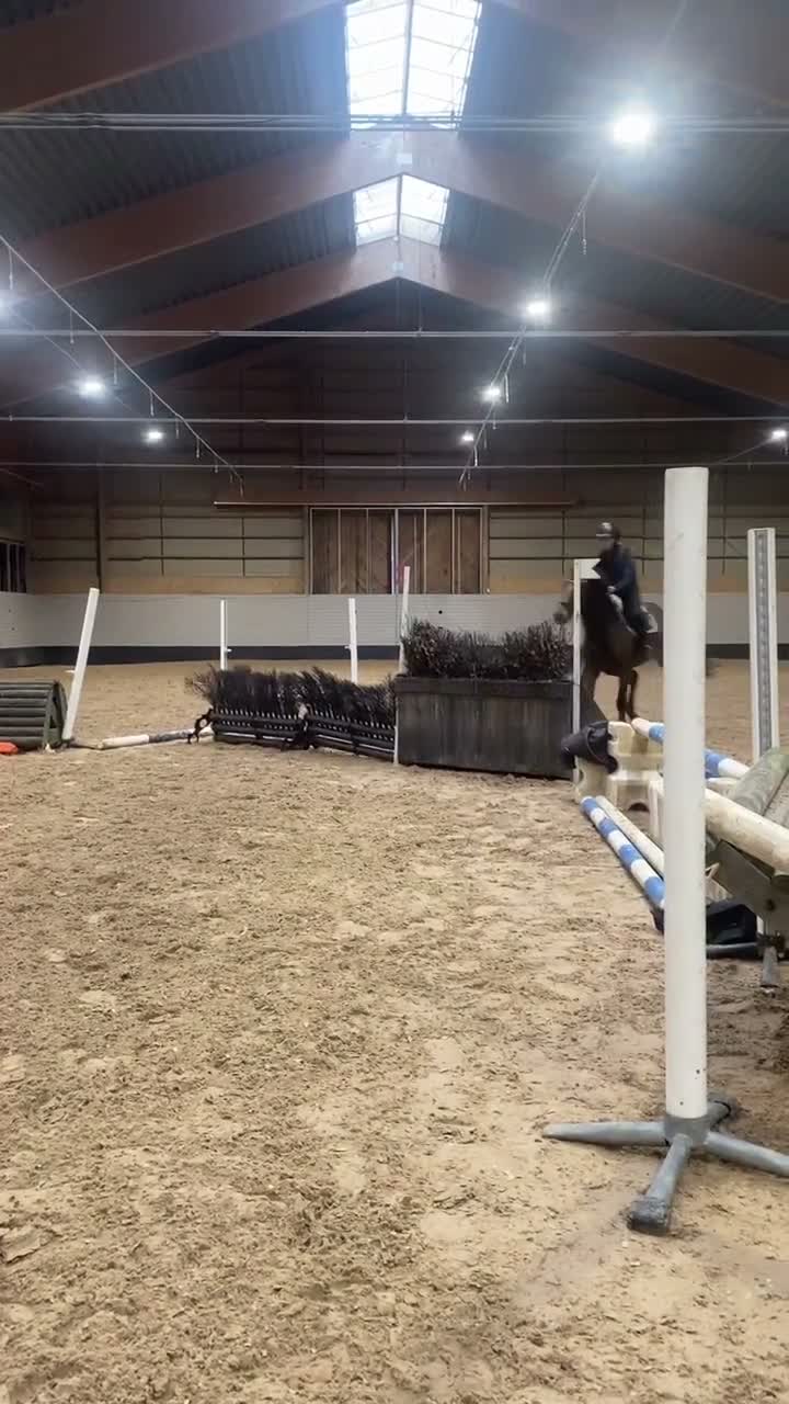 Fälttävlan hästar till salu: Läromästare som passar till allt! - Video 5