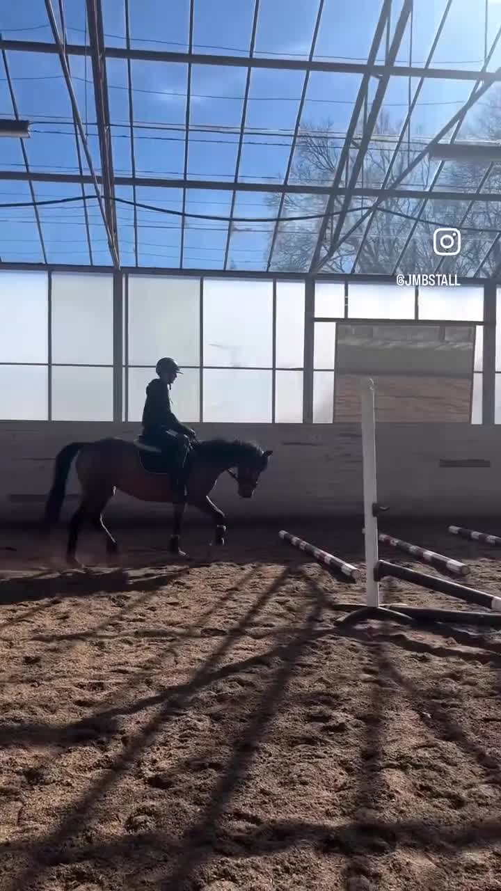 Allround hästar till salu: 5-årigt dröm sto med topp kvalitet! - Video 1