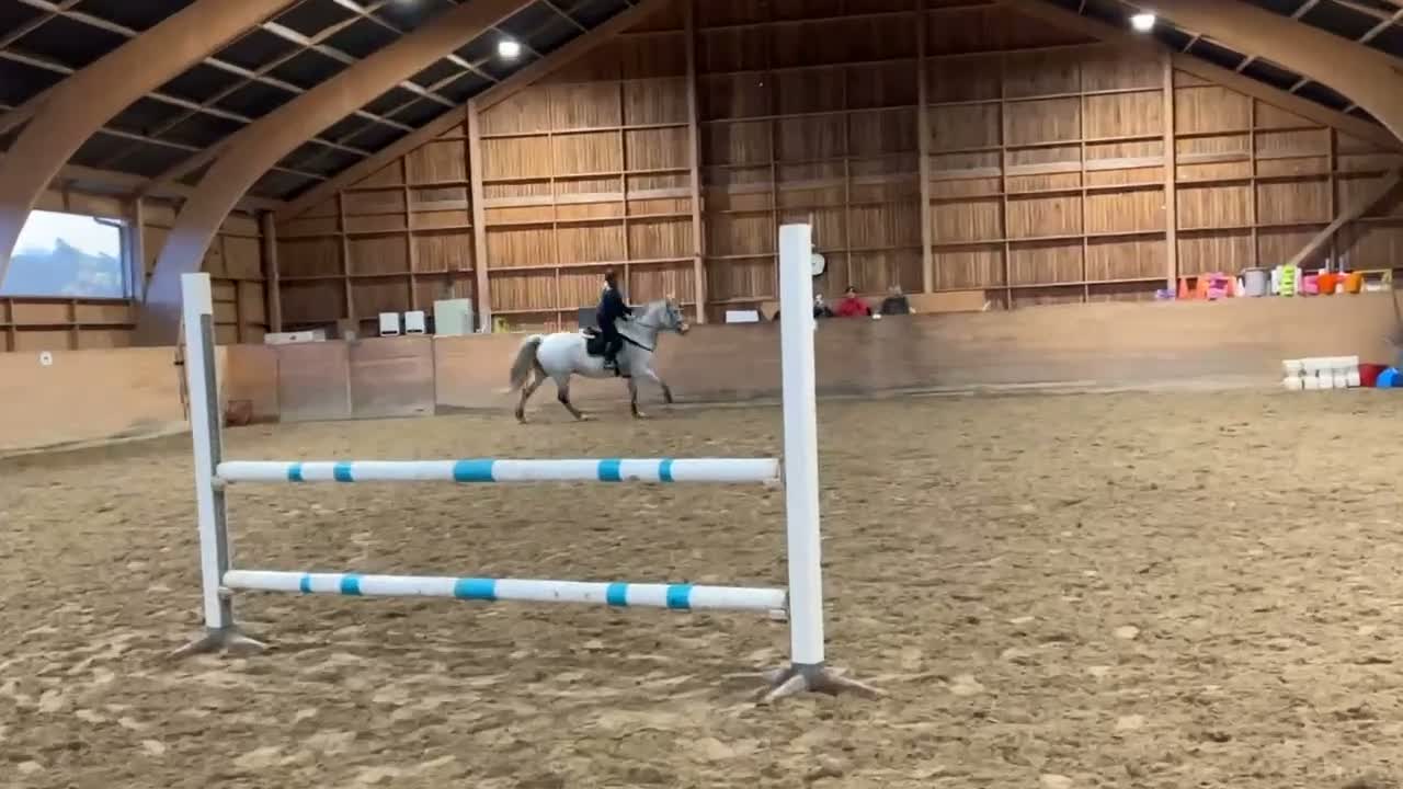 Allround hästar till salu: Fina ridhästen Emil i Fjärås - Video 5