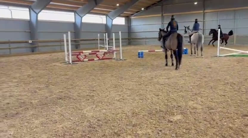 Allround hästar till salu: Okomplicerad och vänlig 5åring  - Video 1