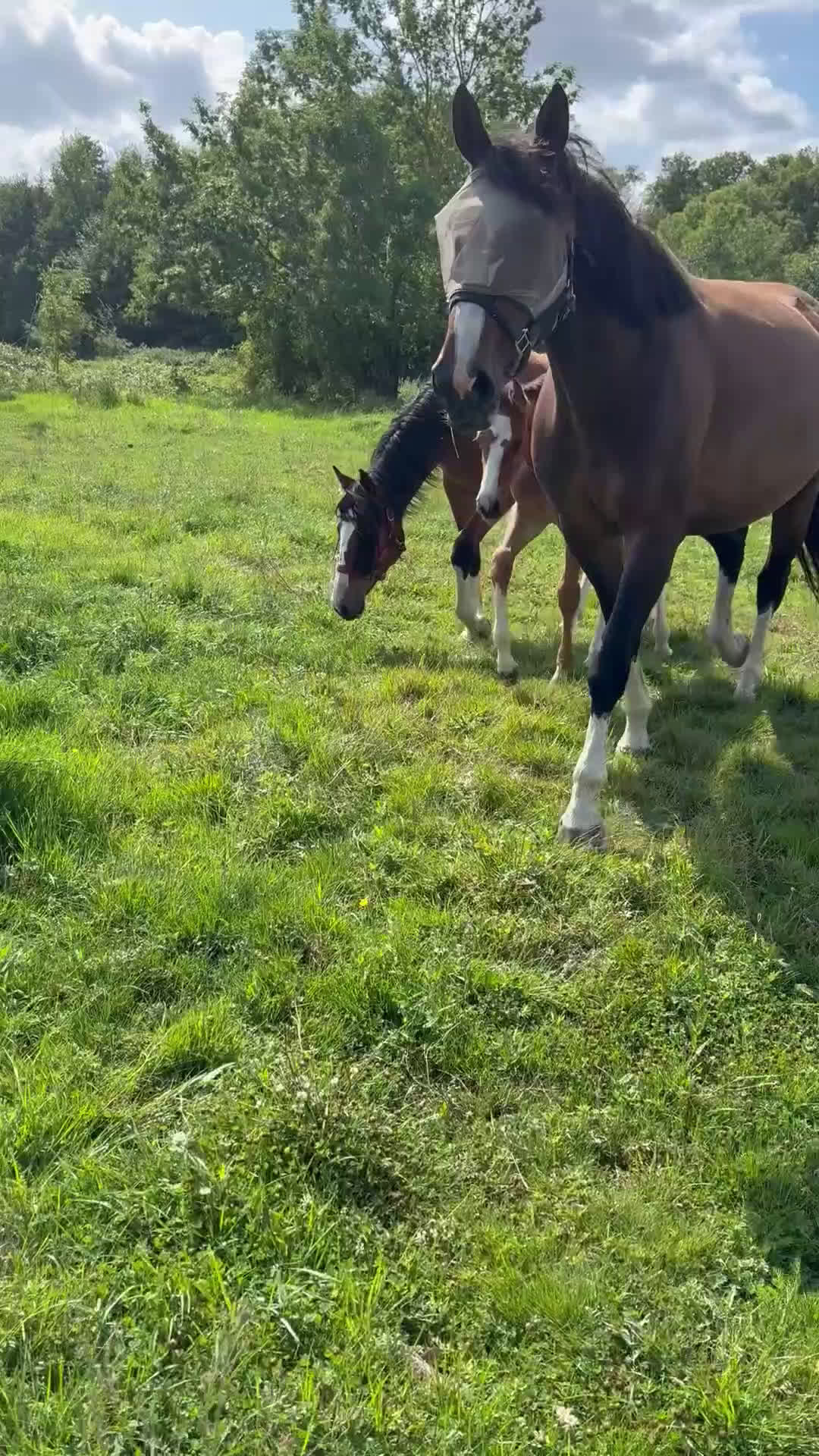 Dressyr hästar till salu: BOKAD: Avelssto dräktig m Hesselhøj D.U i Kalmar - Video 1