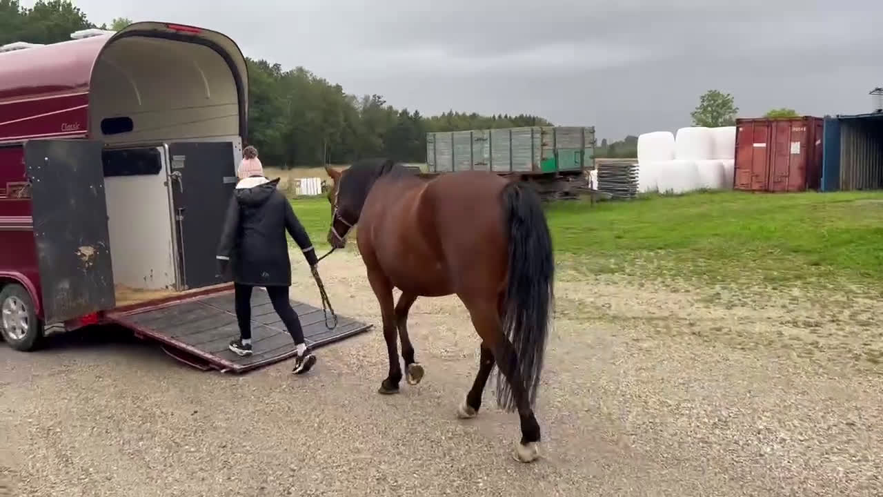 Allround hästar till salu: Ridhäst/avelssto top möderne i Mellerud - Video 2