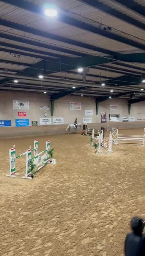 Allround hästar till salu: Erfaren och stabil hopphäst  - Video 2