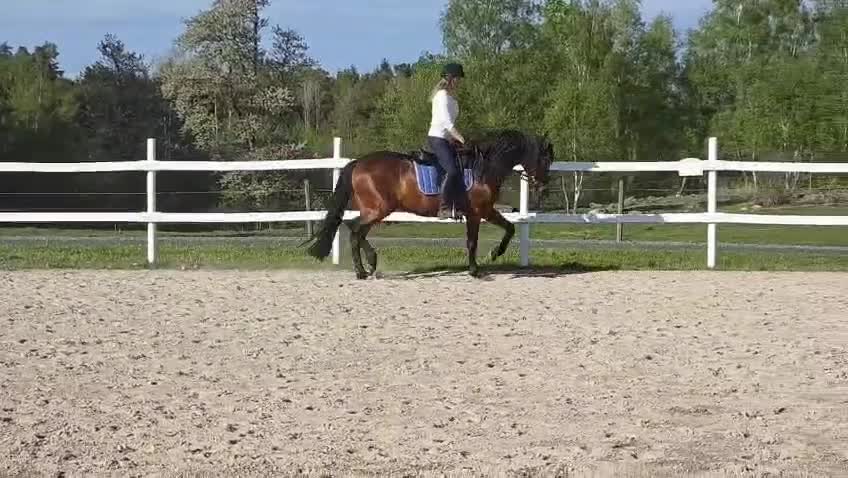 Dressyr hästar till salu: PRE sto med fin ridbarhet och avelsgodkänd  - Video 2