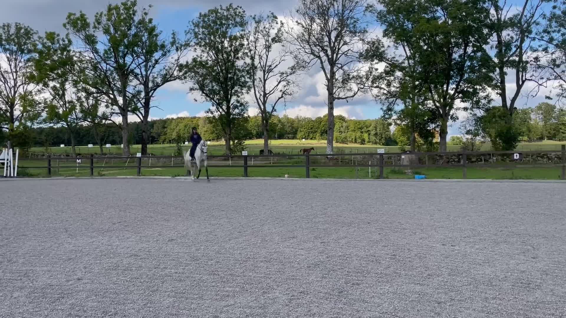 Allround hästar till salu: Allround valack - Video 2