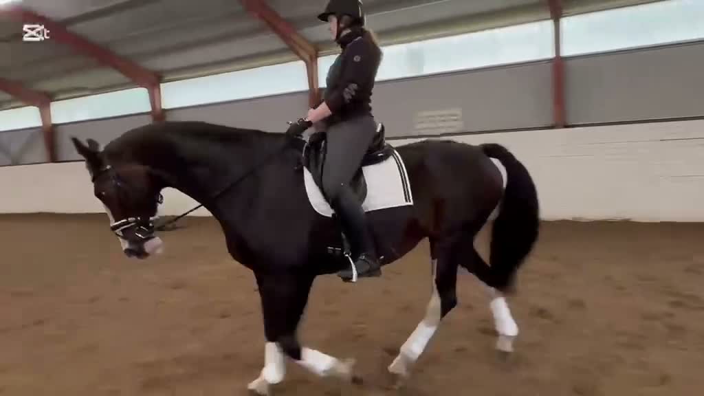 Dressyr hästar till salu: Sto med fantastisk utstrålning  - Video 1