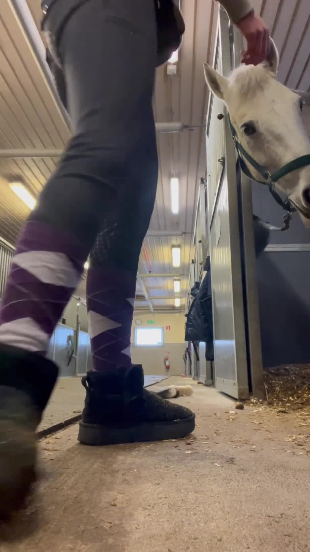  medryttarhäst sökes: 16-åring söker medryttarhäst att utvecklas med. i Västerås - Video 2