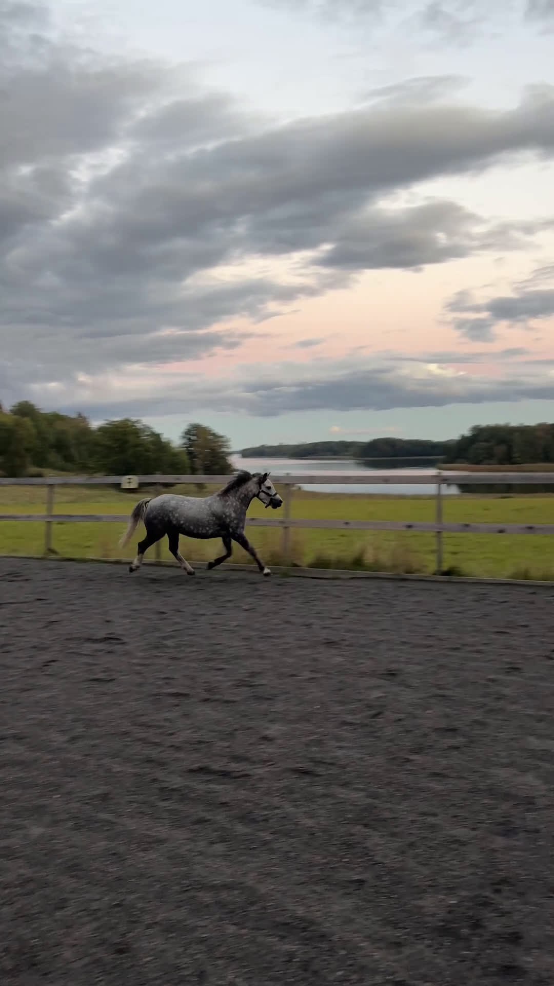 Hoppning hästar till salu: Drömponny med kapacitet  i Björkvik - Video 3