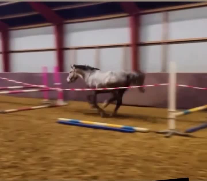 Hoppning hästar till salu: Oslipad diamant - Video 2